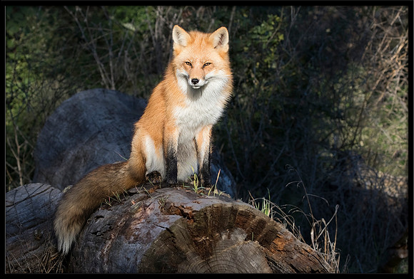 Red Fox