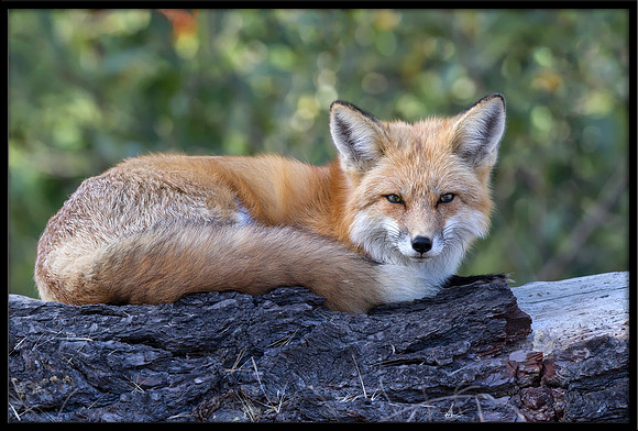 Red Fox