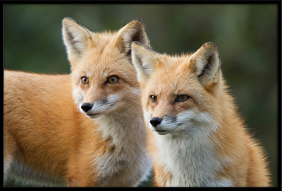 Red Fox