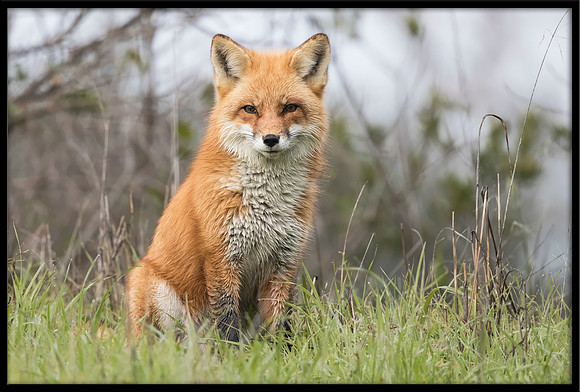 Red Fox