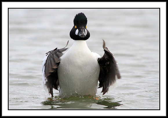 Goldeneye