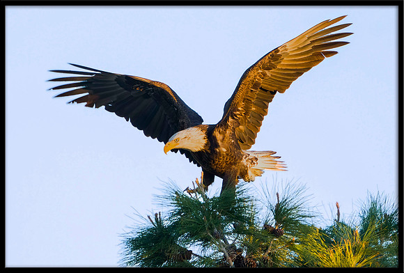 Bald Eagle