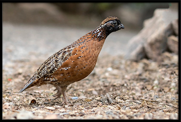 Masked Bobwhite