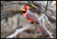 Cardinal x Pyrrhuloxia Hybrid