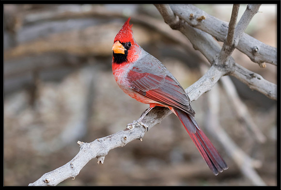 Cardinal x Pyrrhuloxia Hybrid