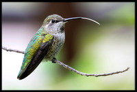 Anna's Hummingbird