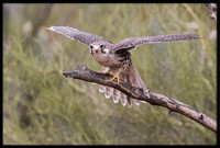 Prairie Falcon