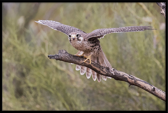 Prairie Falcon