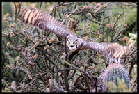 Great Horned Owl