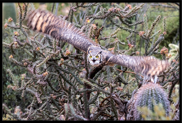 Great Horned Owl