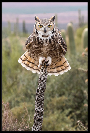 Great Horned Owl