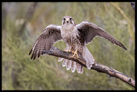 Prairie Falcon