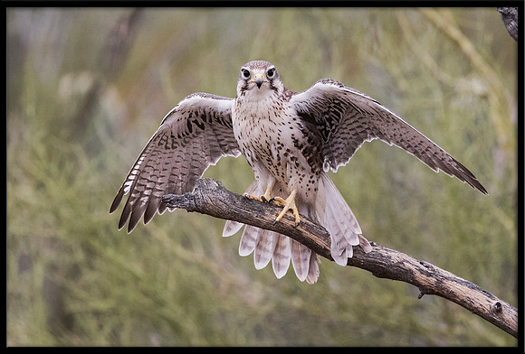 Prairie Falcon