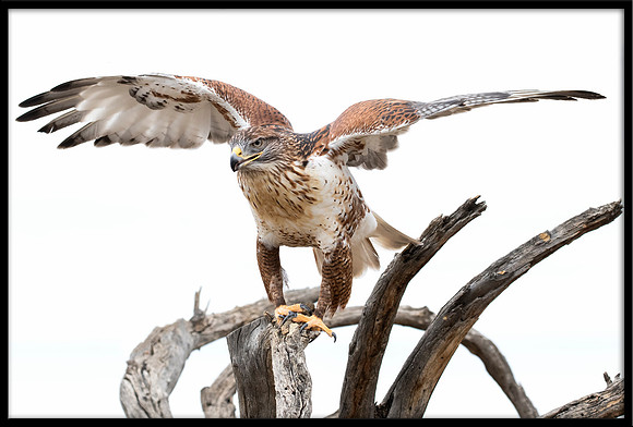 Ferruginous Hawk