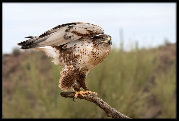 Ferruginous Hawk