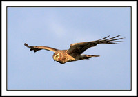 Northern Harrier