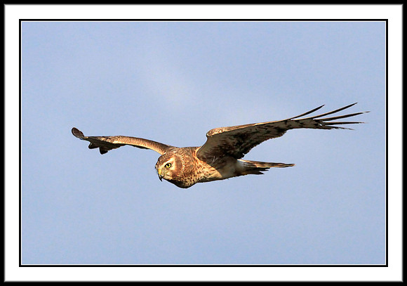 Northern Harrier