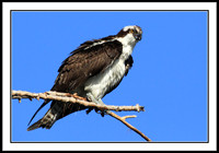 Osprey