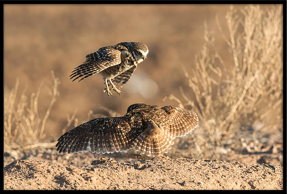 Burrowing Owl