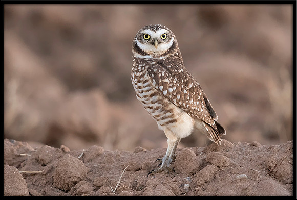 Burrowing Owl