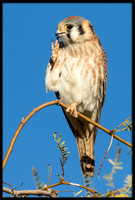 American Kestrel