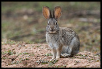 Desert Cottontail
