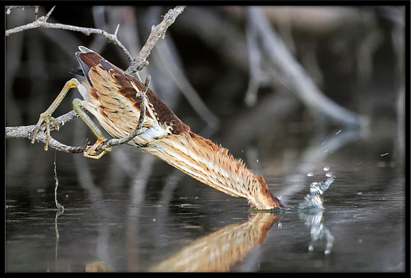 Least Bittern (2 of 2)