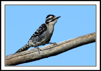 Nuttal's Woodpeckers