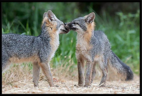 Grey Fox