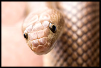 Rat Snake