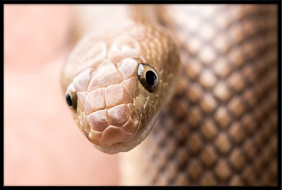 Rat Snake