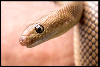Rat Snake