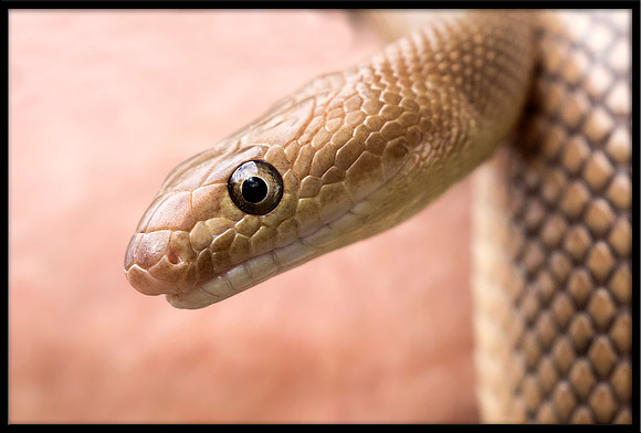 Rat Snake