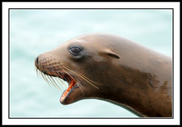 Sea Lion