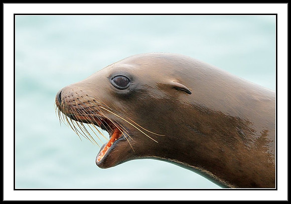 Sea Lion