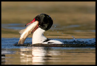 Common Merganser (m) With Sushi Dinner