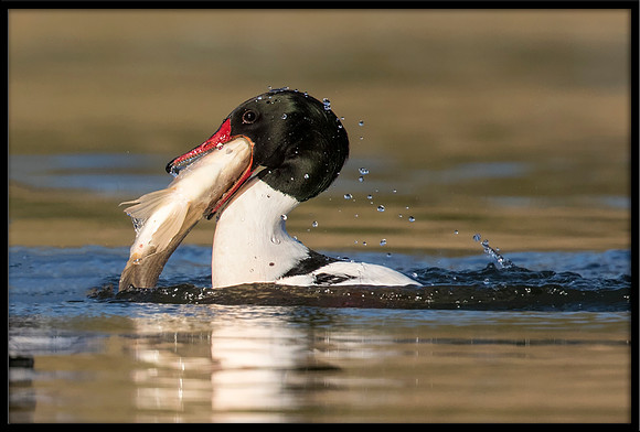 Common Merganser (m) With Sushi Dinner