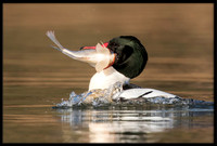 Common Merganser (m) With Sushi Dinner