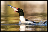 Common Merganser (m) With Sushi Dinner