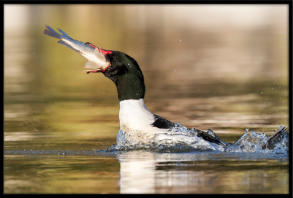 Common Merganser (m) With Sushi Dinner