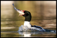 Common Merganser (m) With Sushi Dinner