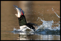 Common Merganser (m) With Sushi Dinner
