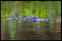 Alligator