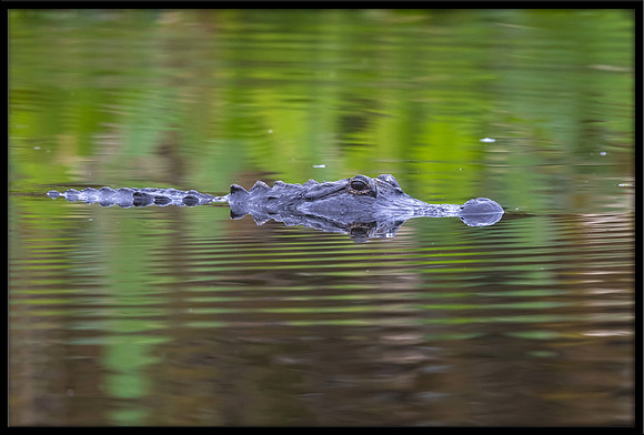 Alligator