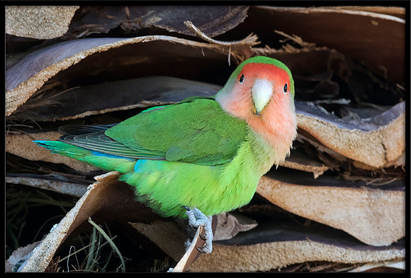 Rosy-faced Lovebird