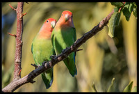 Rosy-faced Lovebird