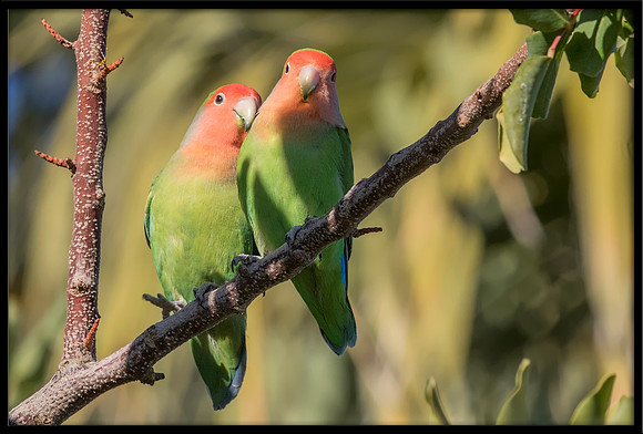 Rosy-faced Lovebird