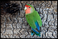 Rosy-faced Lovebird