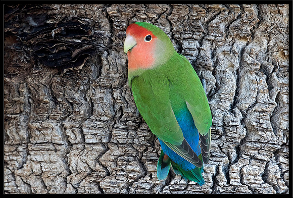 Rosy-faced Lovebird