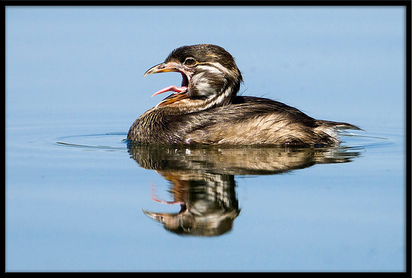 Pied-billed Grebe